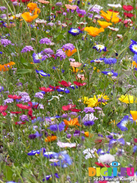 FZ030496 Wild flowers in Barry